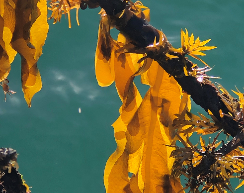 NEW ZEALAND SEAWEED