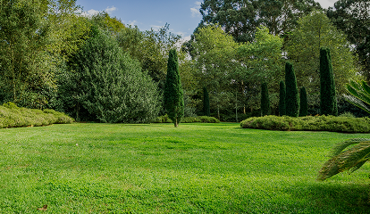 trees-field-park-against-sky_m.png