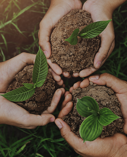 Sealord Naked Organic Fertiliser - Soil