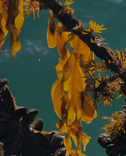 Sealord Naked Organic Fertiliser - Seaweed