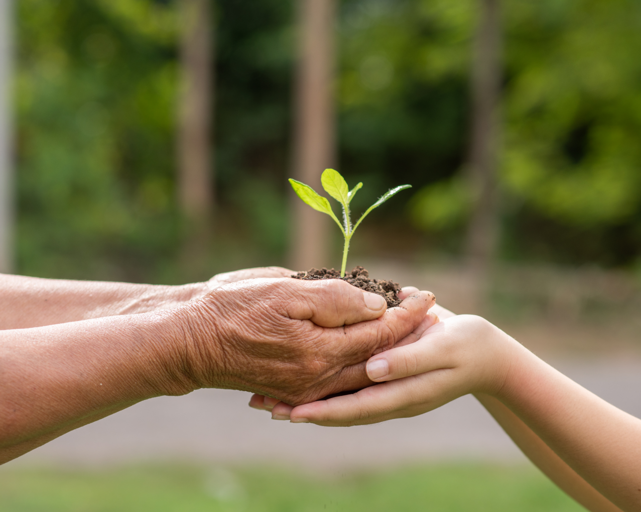 The Future of Gardening: Sustainable Fertilisers That Work