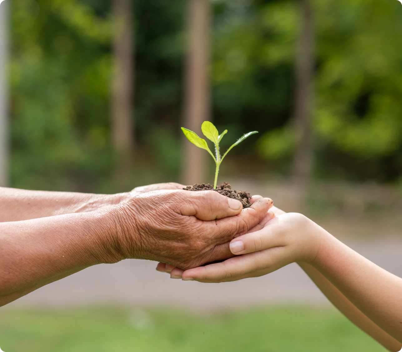 The Future of Gardening: Sustainable Fertilisers That Work