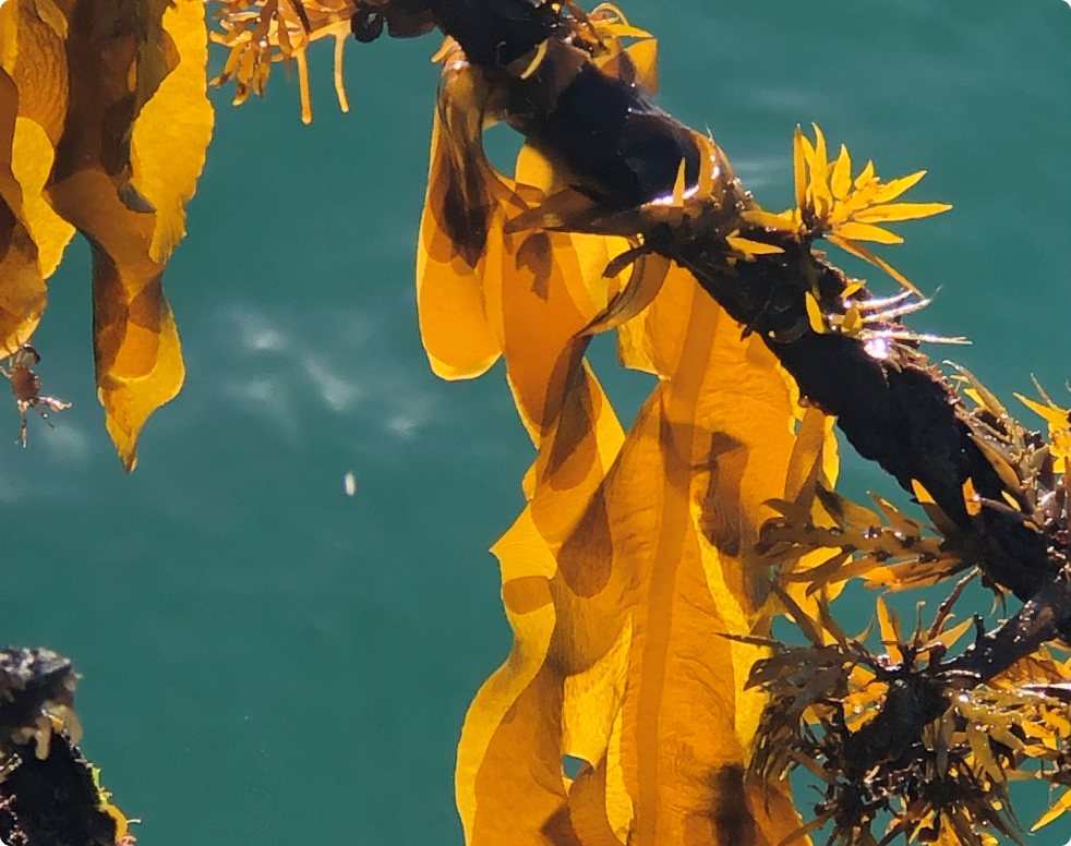 NEW ZEALAND SEAWEED