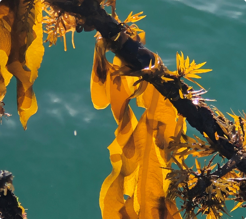 NEW ZEALAND SEAWEED